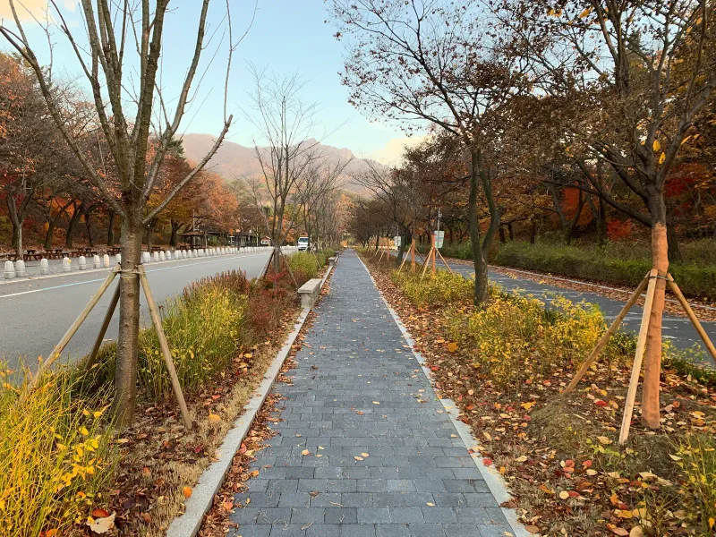 서울대공원 호숫가 순환도로의 두 차로 사이로 난 좁은 보행로. 짙은 회색 블록이 곧게 이어지고 양옆 화단에 버팀목을 댄 가로수와 낙엽이 보인다.