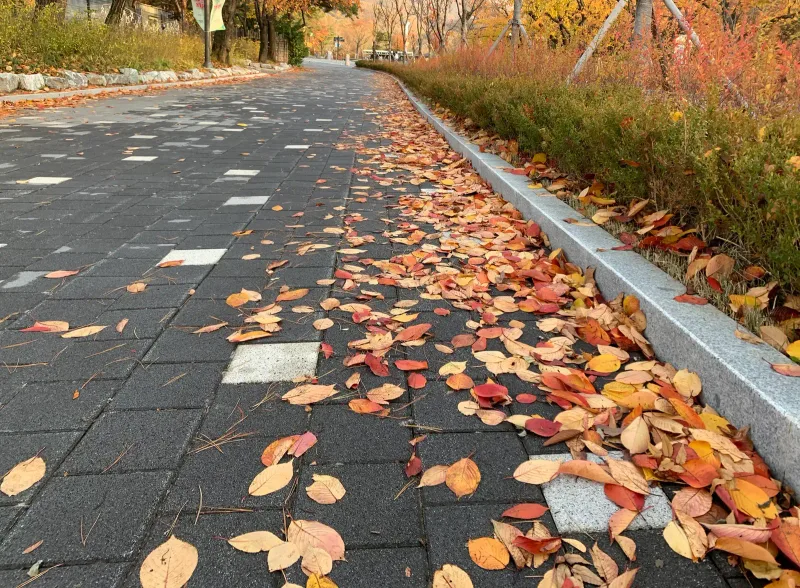 서울대공원 보행로 가장자리. 화강석 경계석을 따라 붉고 노란 낙엽이 짙은 회색 블록 위에 쌓여 있다.