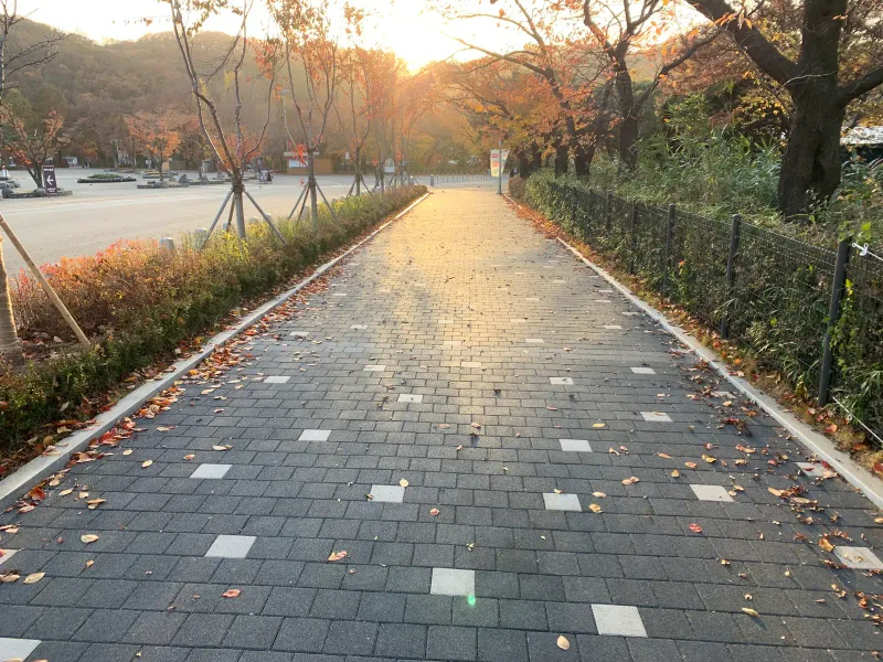 서울대공원 순환도로 해 질 녘. 역광에 반짝이는 짙은 회색 블록 길이 관목 울타리 사이로 곧게 뻗어 있다.