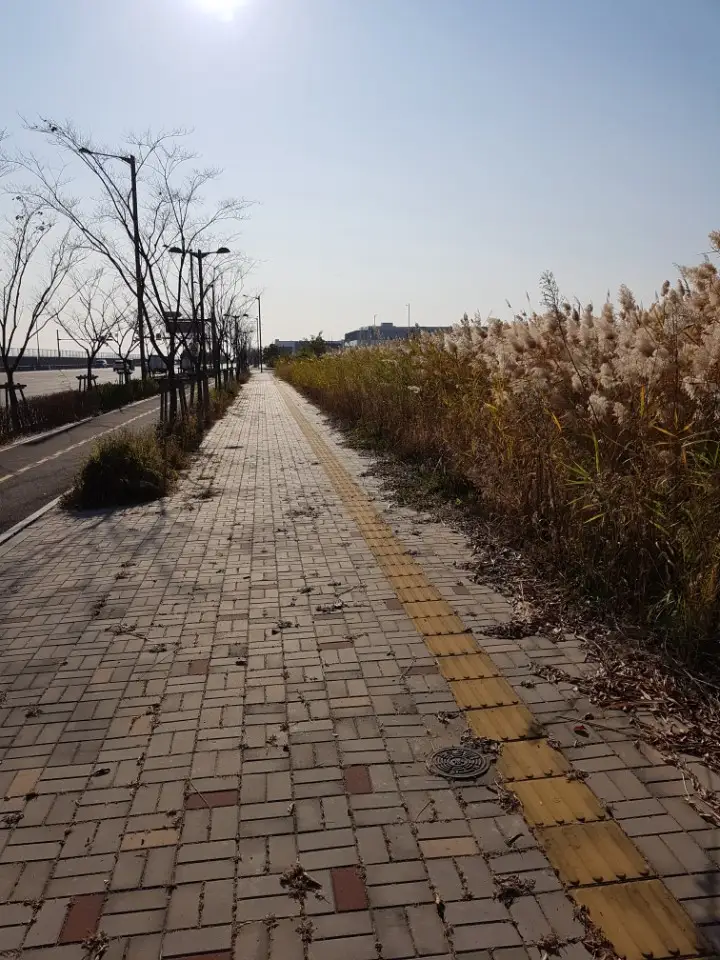 인천 송도 도로변 보도. 회색 직사각형 블록 사이에 적갈색 블록이 드문드문 섞인 길 한쪽으로 노란 점자블록이 이어지고 옆에 억새가 자란다.