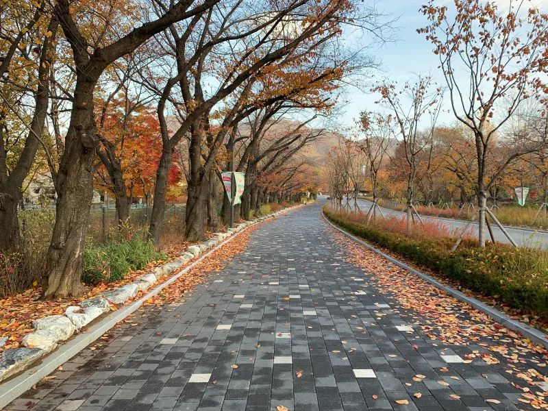 서울대공원 가로수 산책로. 낙엽 쌓인 경계석을 따라 짙은 회색 블록 길이 단풍 터널 속으로 길게 이어진다.