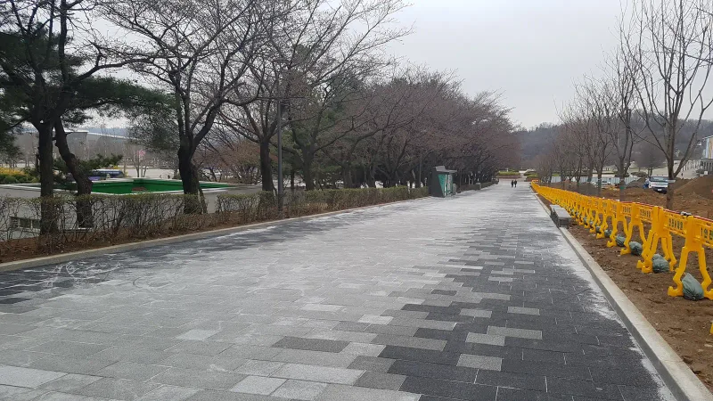 서울대공원 벚꽃길 준공 직후 전경. 잎이 나기 전 벚나무 사이로 회색 톤 대형 블록이 깔린 넓은 길이 곧게 뻗고 한쪽에 노란 안전펜스가 서 있다.