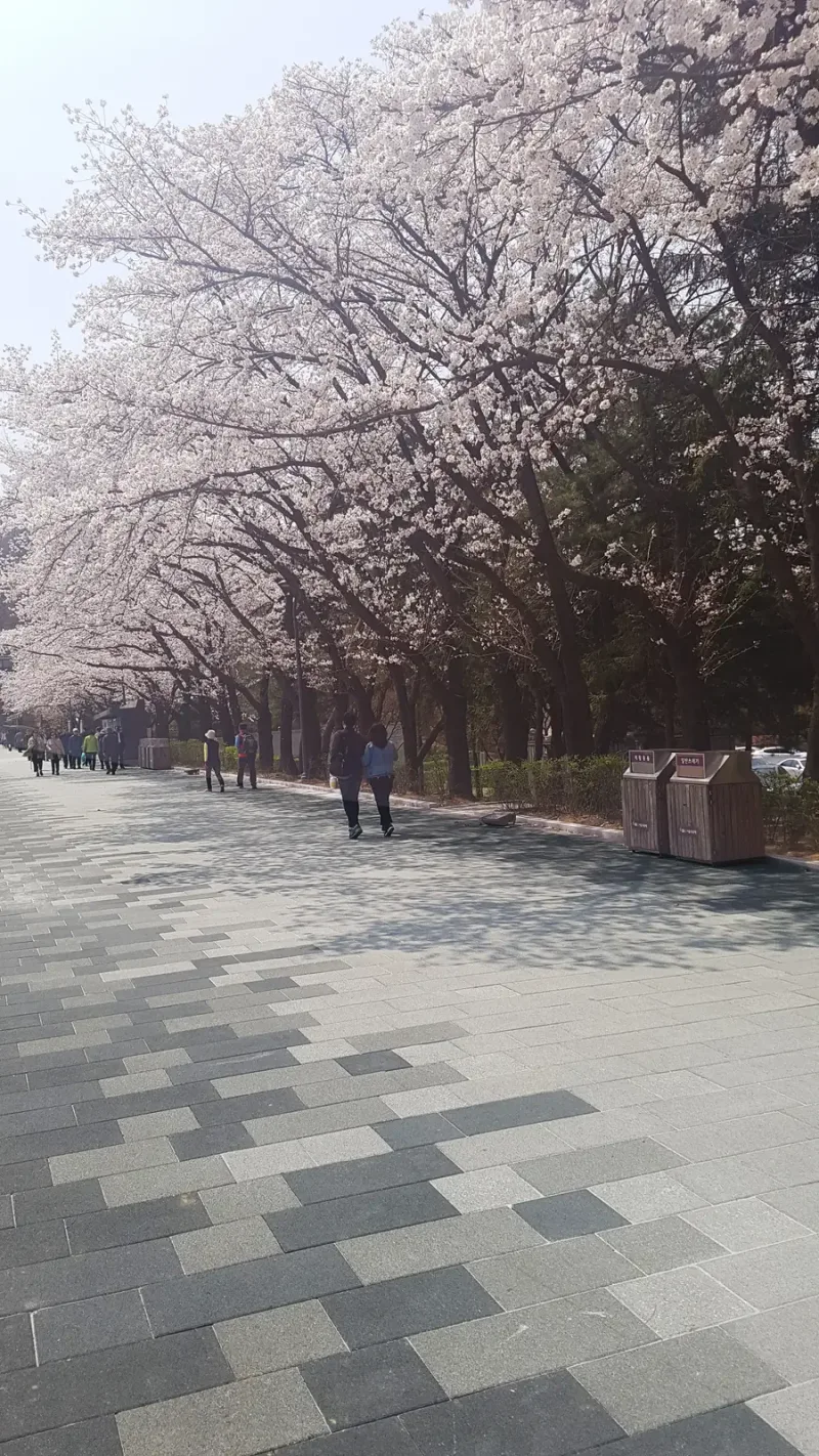 서울대공원 벚꽃길 산책로. 진회색과 밝은 회색 블록이 띠 모양으로 섞여 깔리고 오른쪽으로 활짝 핀 벚나무가 길 끝까지 이어진다.