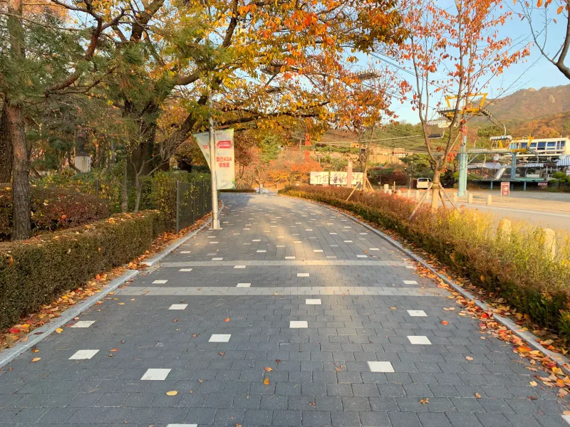 서울대공원 단풍나무 아래 보행로. 짙은 회색 블록에 흰 블록이 박힌 길이 주황빛 단풍과 관목 사이로 굽어 나간다.