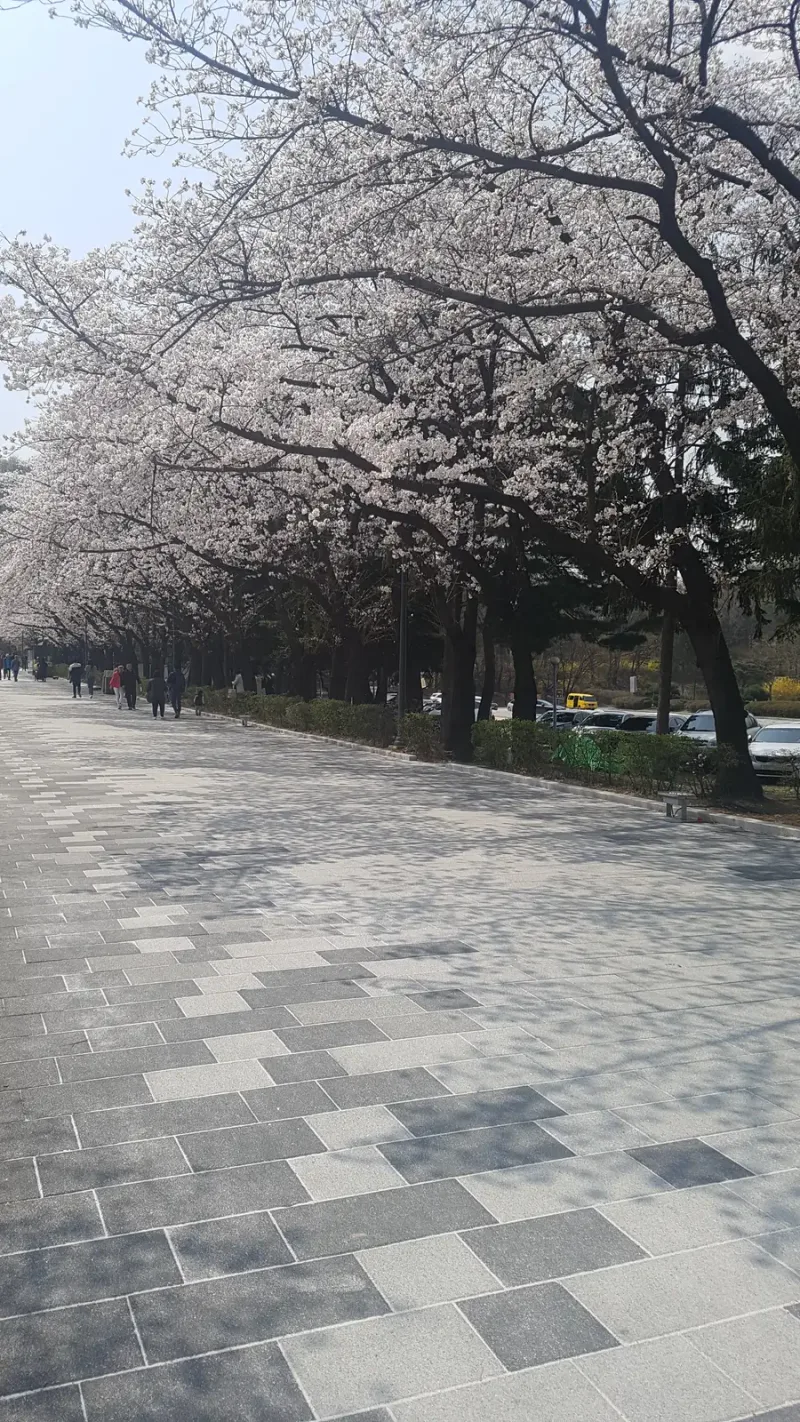 서울대공원 벚꽃길을 따라 본 모습. 벚나무 가로수와 관목 화단 옆으로 여러 톤의 회색 대형 블록이 지그재그 무늬로 깔린 길이 뻗어 있다.