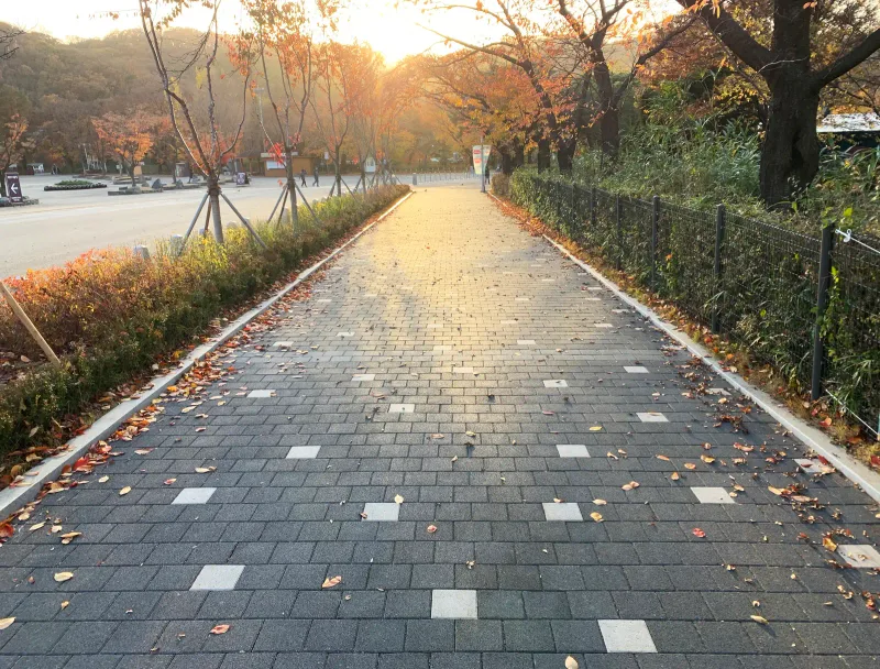 서울대공원 호숫가 순환도로의 철망 울타리 옆 곧은 보행로. 역광 속에 짙은 회색 블록과 흰 블록이 규칙적으로 이어지고 왼쪽 화단에 단풍이 들었다.