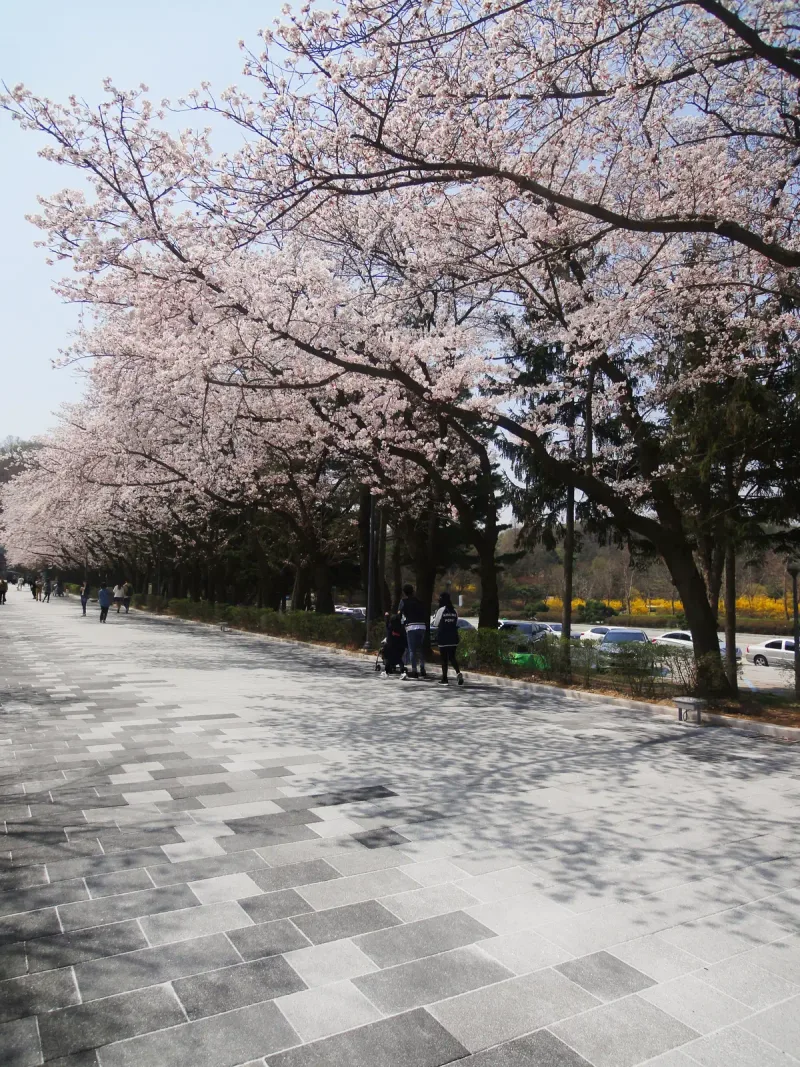 서울대공원 벚꽃길 산책로. 벚꽃 그늘이 드리운 넓은 길에 밝고 어두운 회색 큰 직사각형 블록이 섞여 깔리고 멀리 개나리가 보인다.