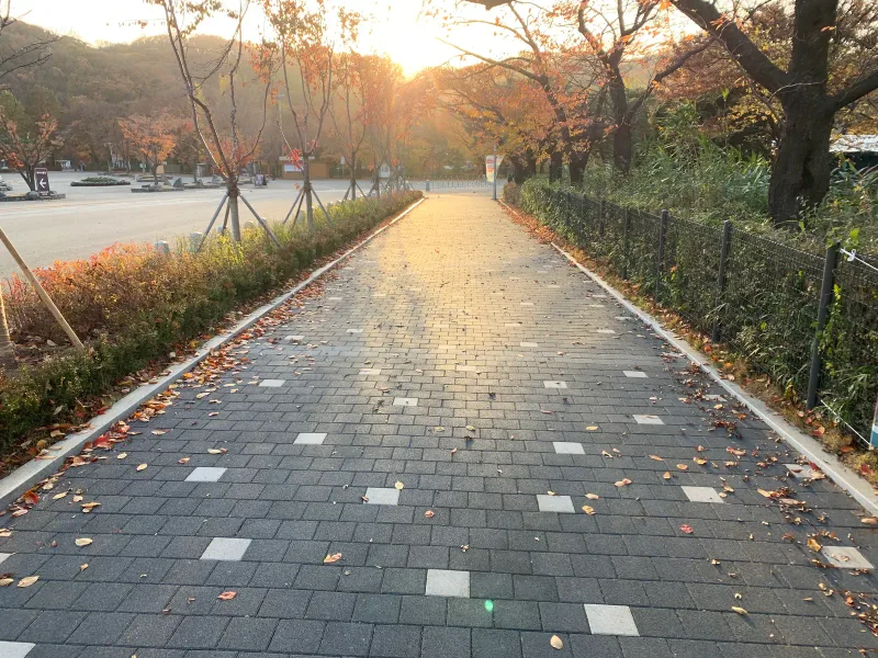 서울대공원 호숫가 순환도로 시공 현장