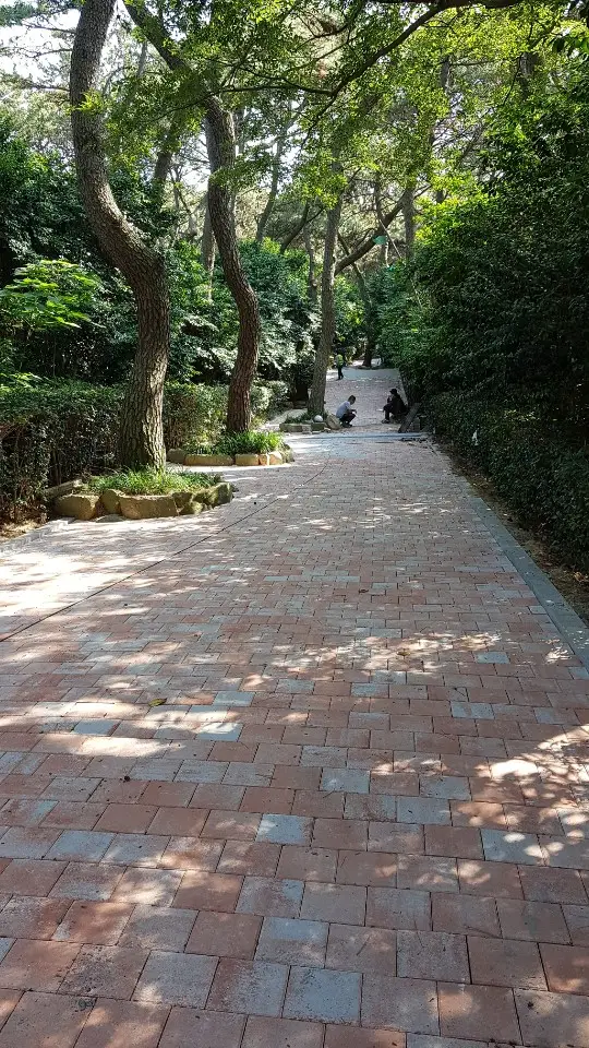 부산 동백공원 숲속 산책로. 적갈색 직사각형 블록에 회색 블록이 섞여 깔린 넓은 길이 소나무 그늘 아래로 길게 이어진다.