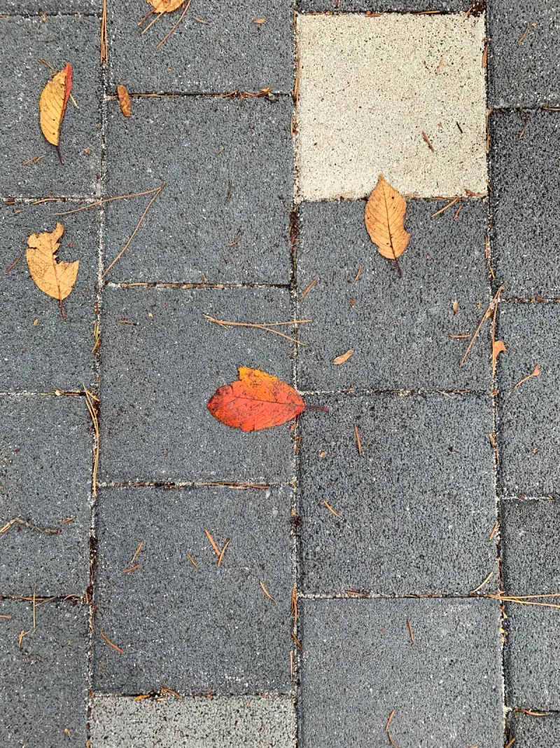 서울대공원 블록 질감 근접. 거친 표면의 짙은 회색 블록 옆에 흰색 블록이 놓이고 단풍잎이 떨어져 있는 세로 사진이다.
